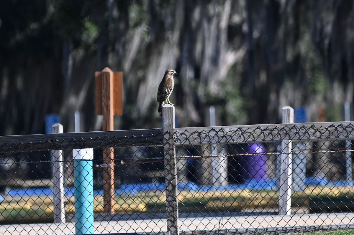Red-shouldered Hawk - ML650303524