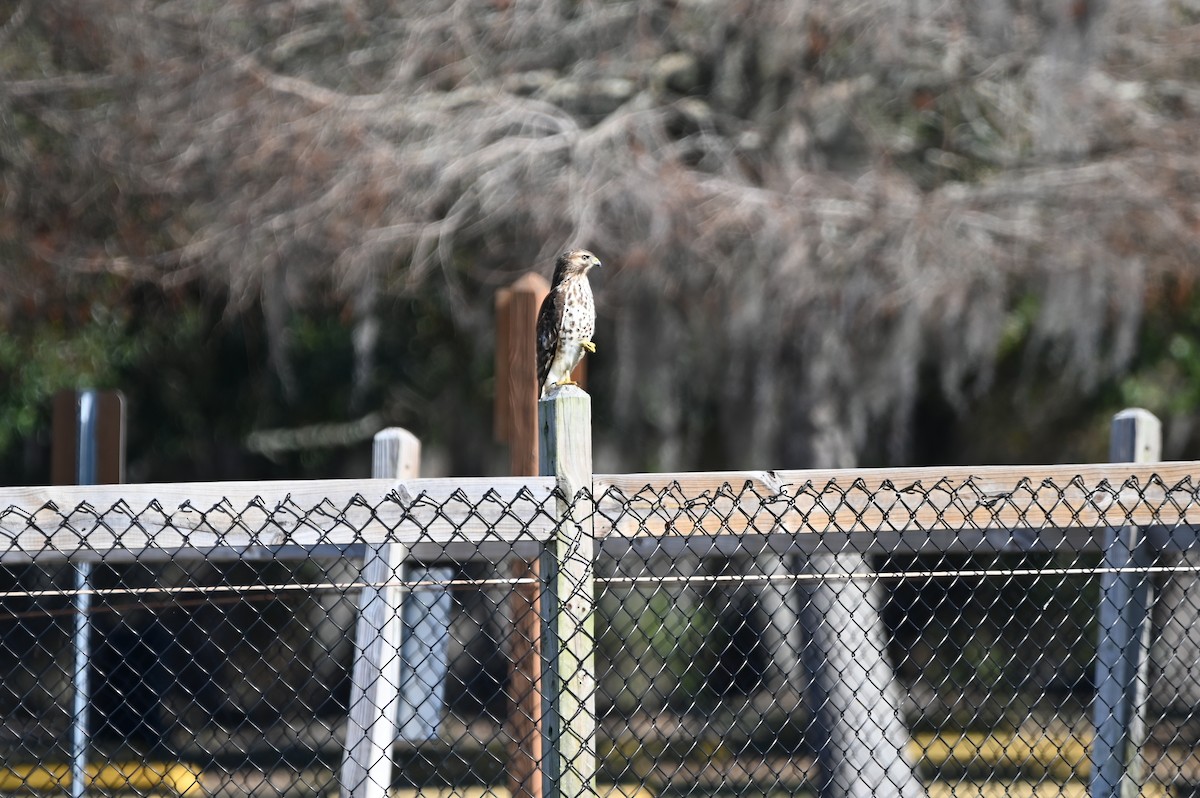 Red-shouldered Hawk - ML650303525