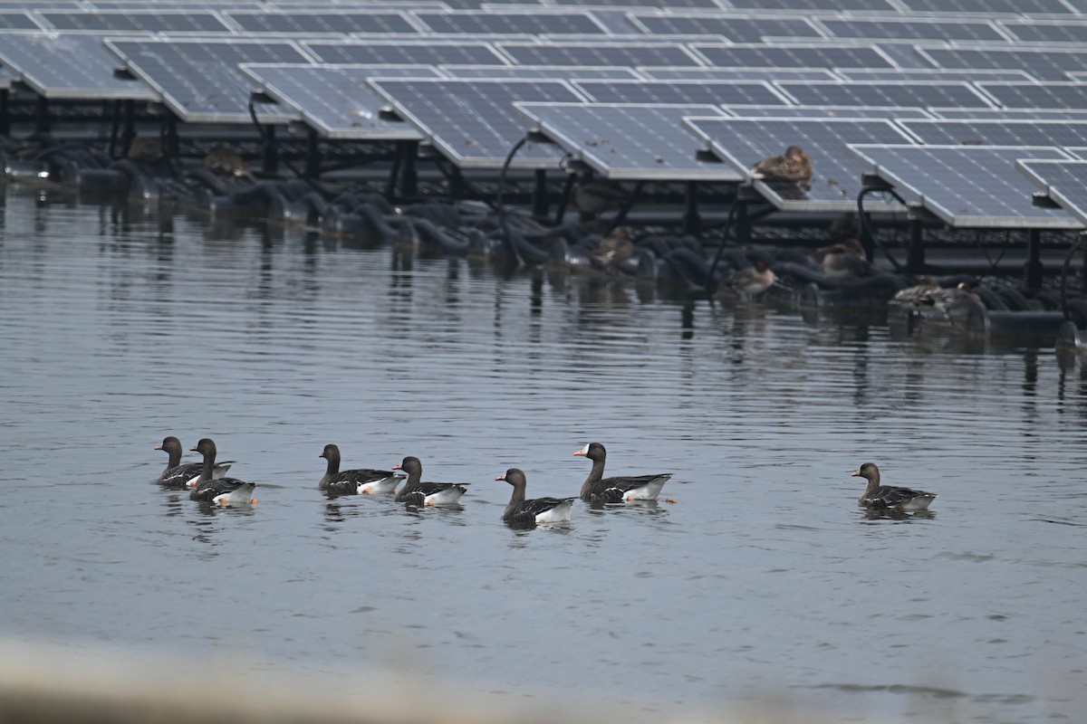 Greater White-fronted Goose - ML650303771