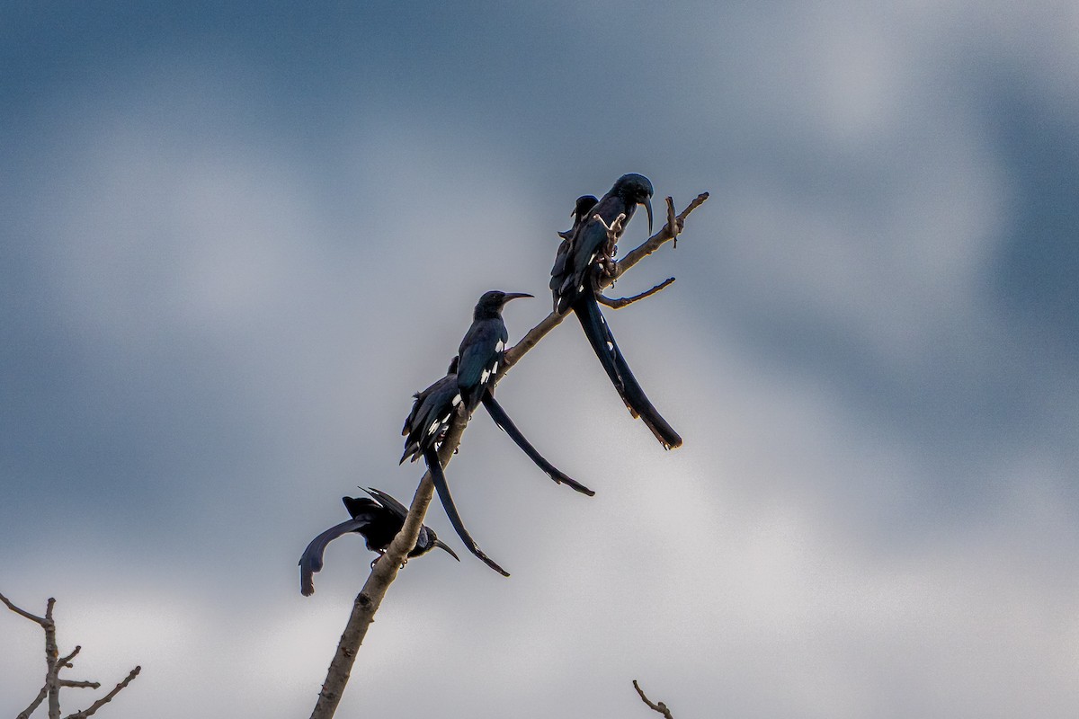 Green Woodhoopoe - ML650303783