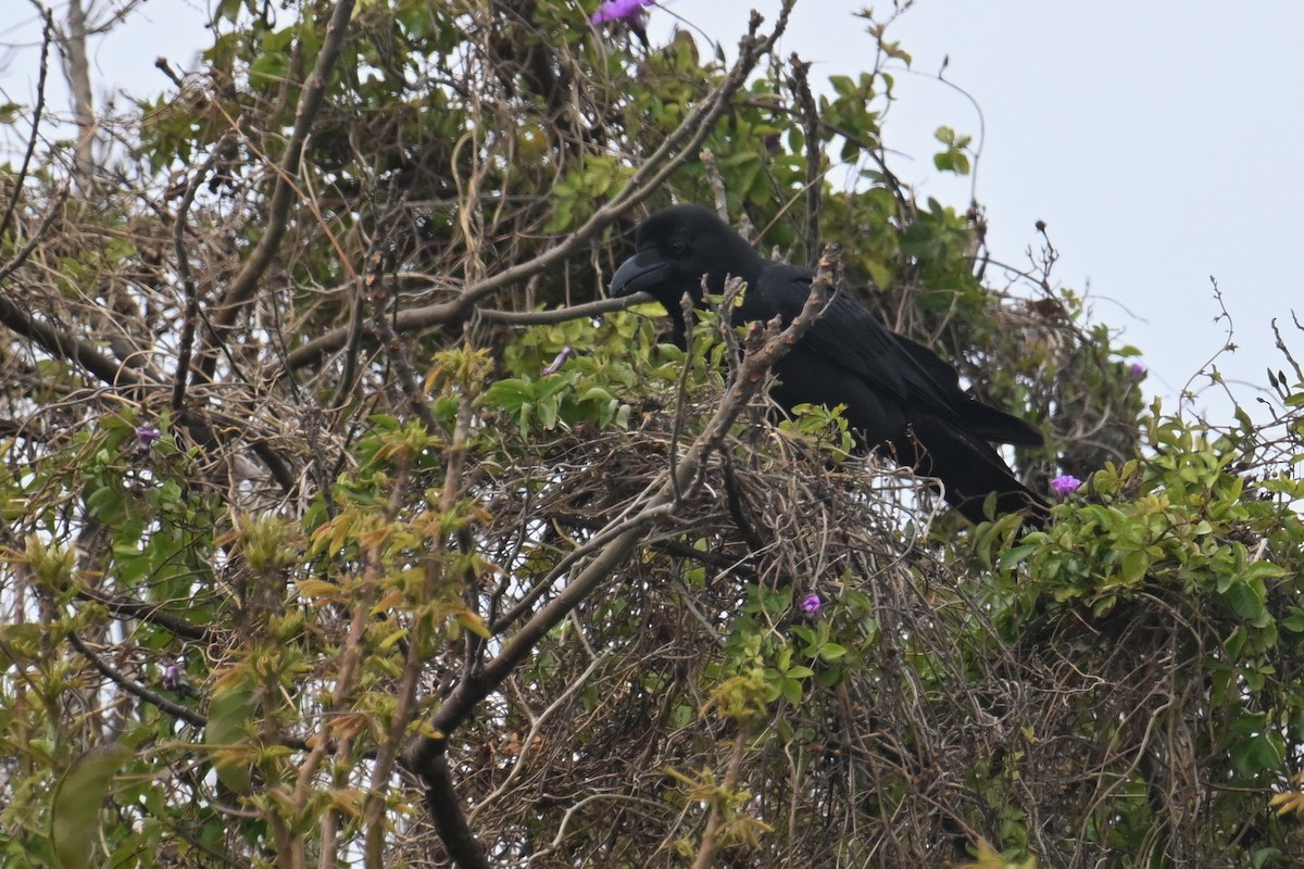 Large-billed Crow - ML650303785
