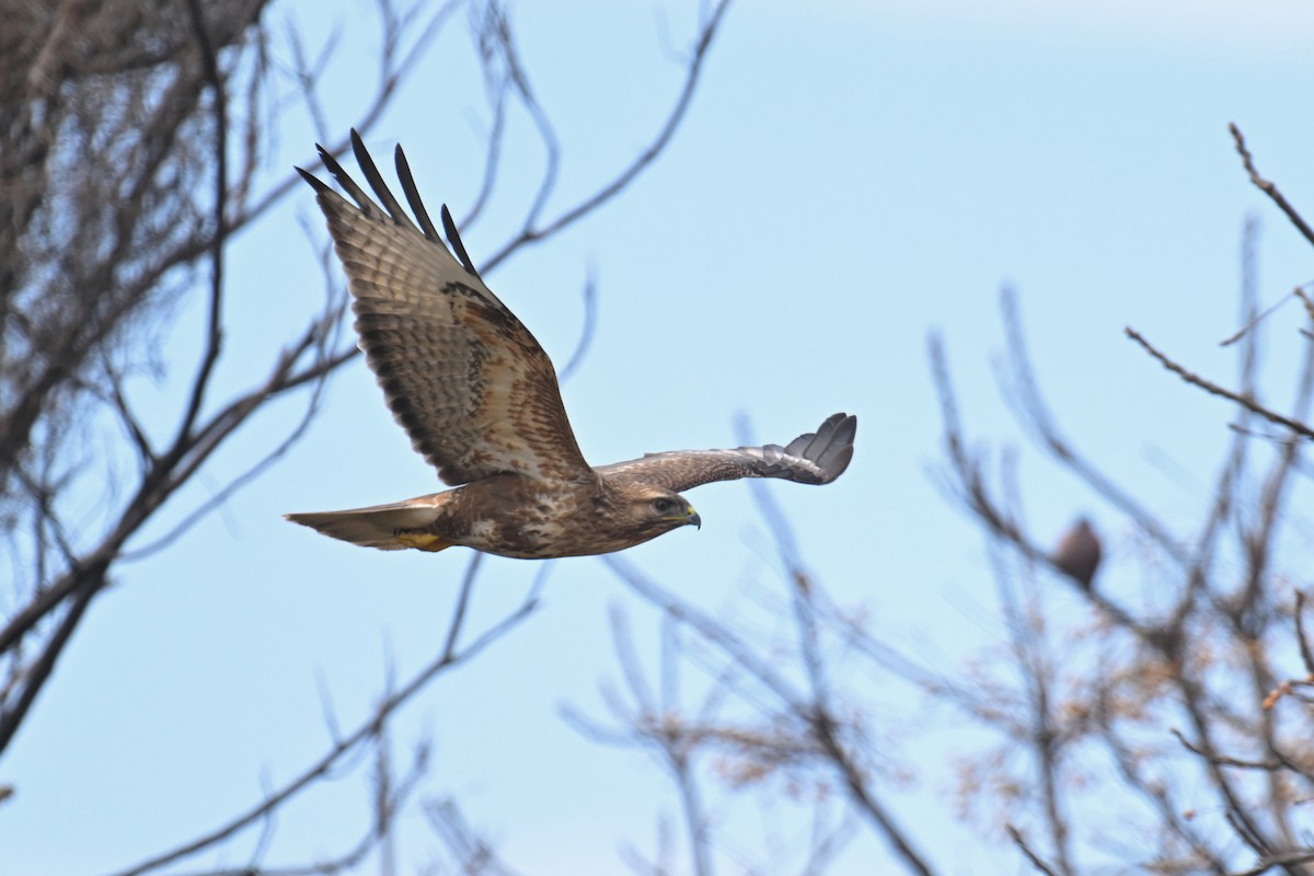 Eastern Buzzard - ML650303791