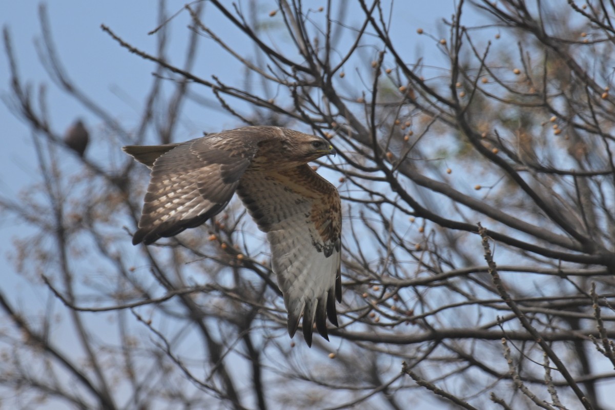 Eastern Buzzard - ML650303792