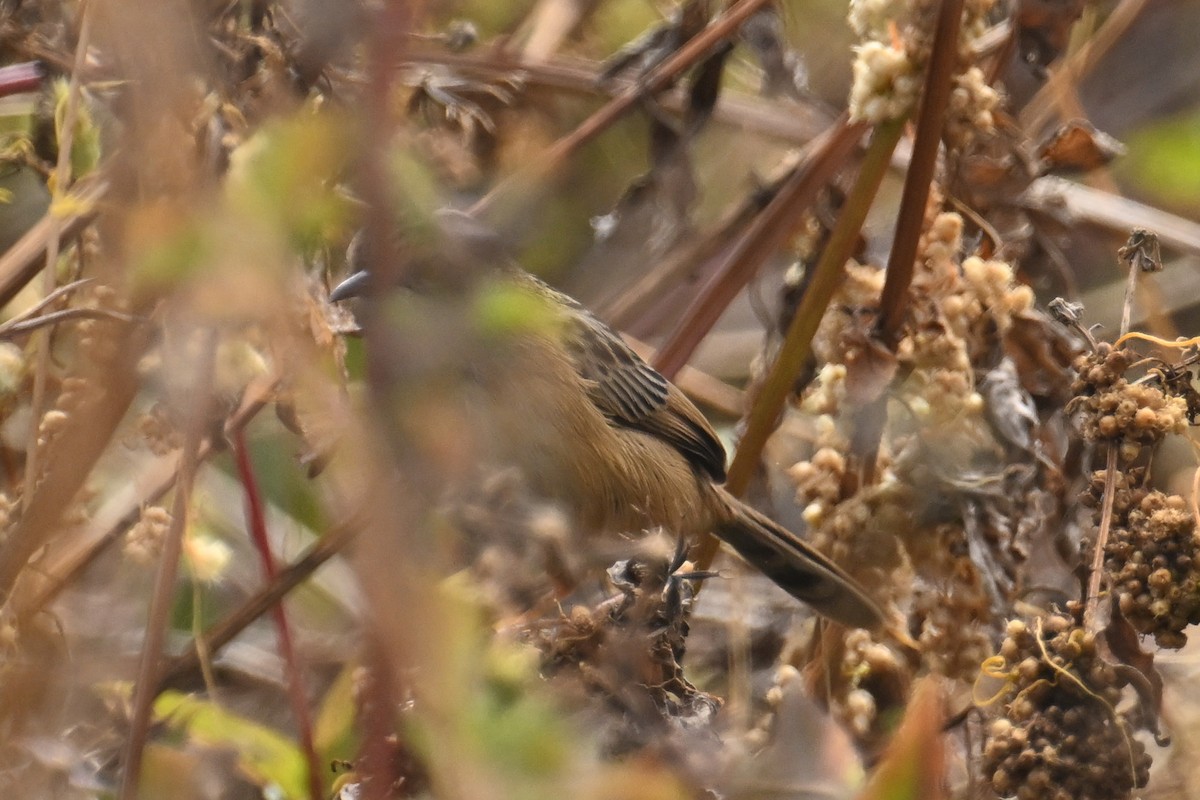Golden-headed Cisticola - ML650303814