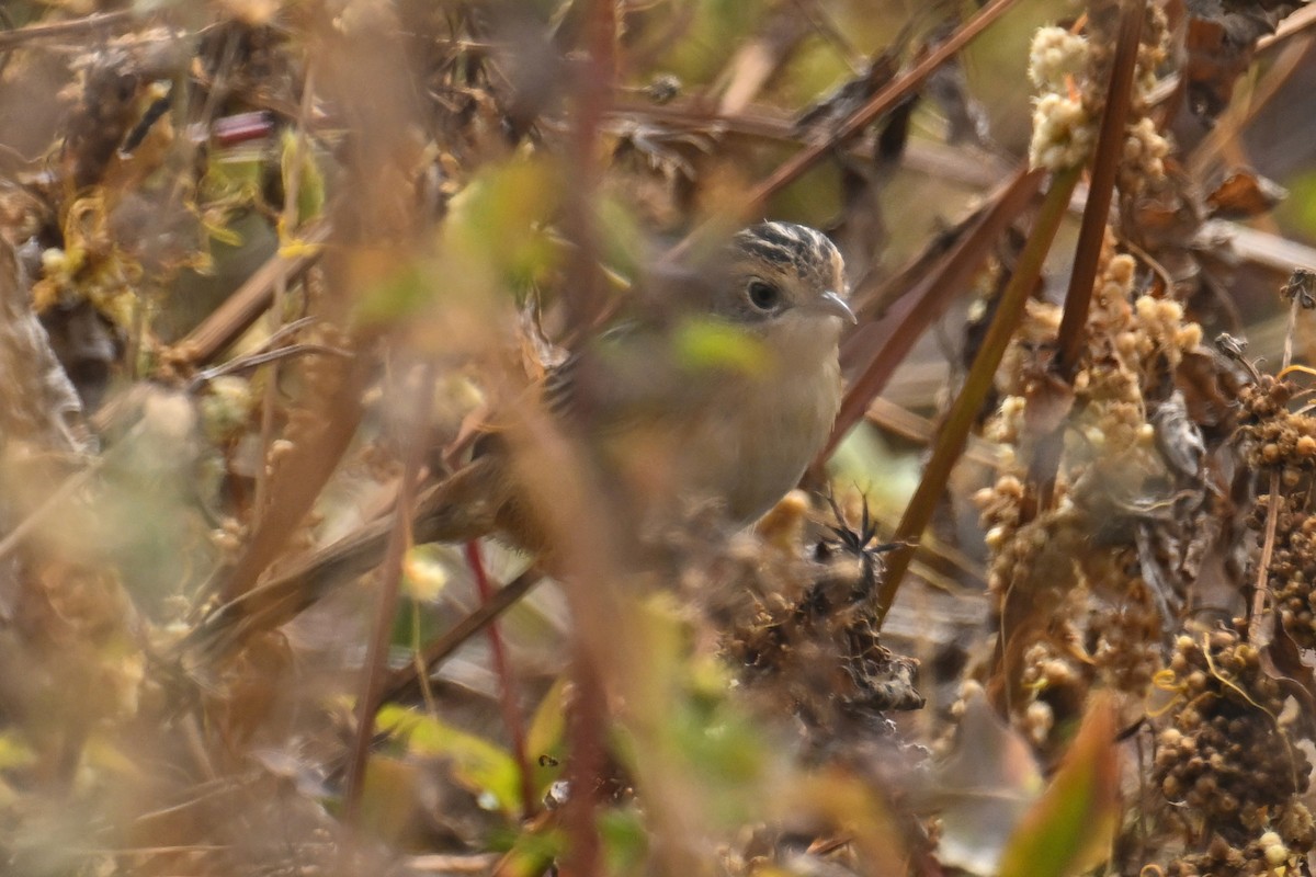 Golden-headed Cisticola - ML650303815