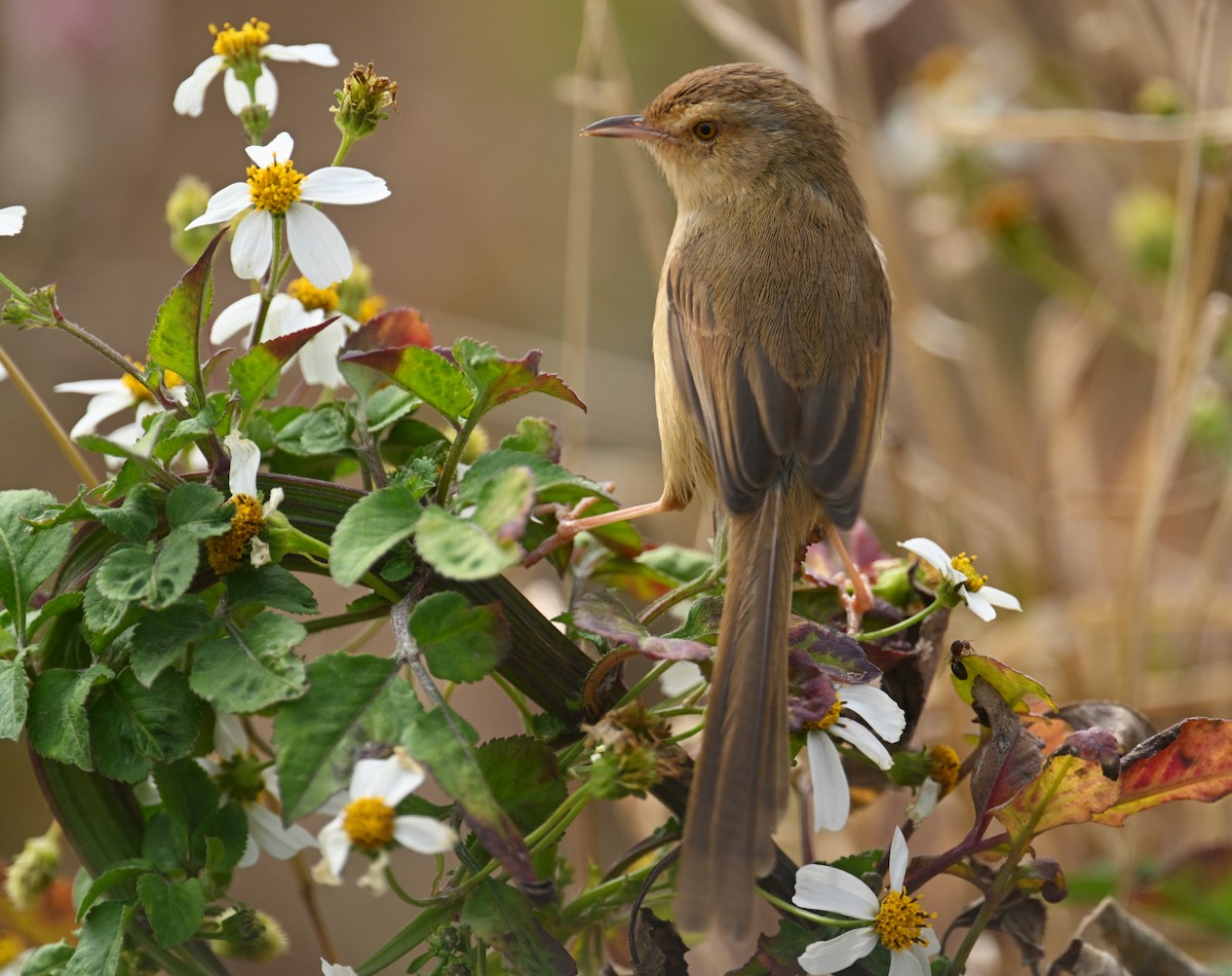 Plain Prinia - ML650303830