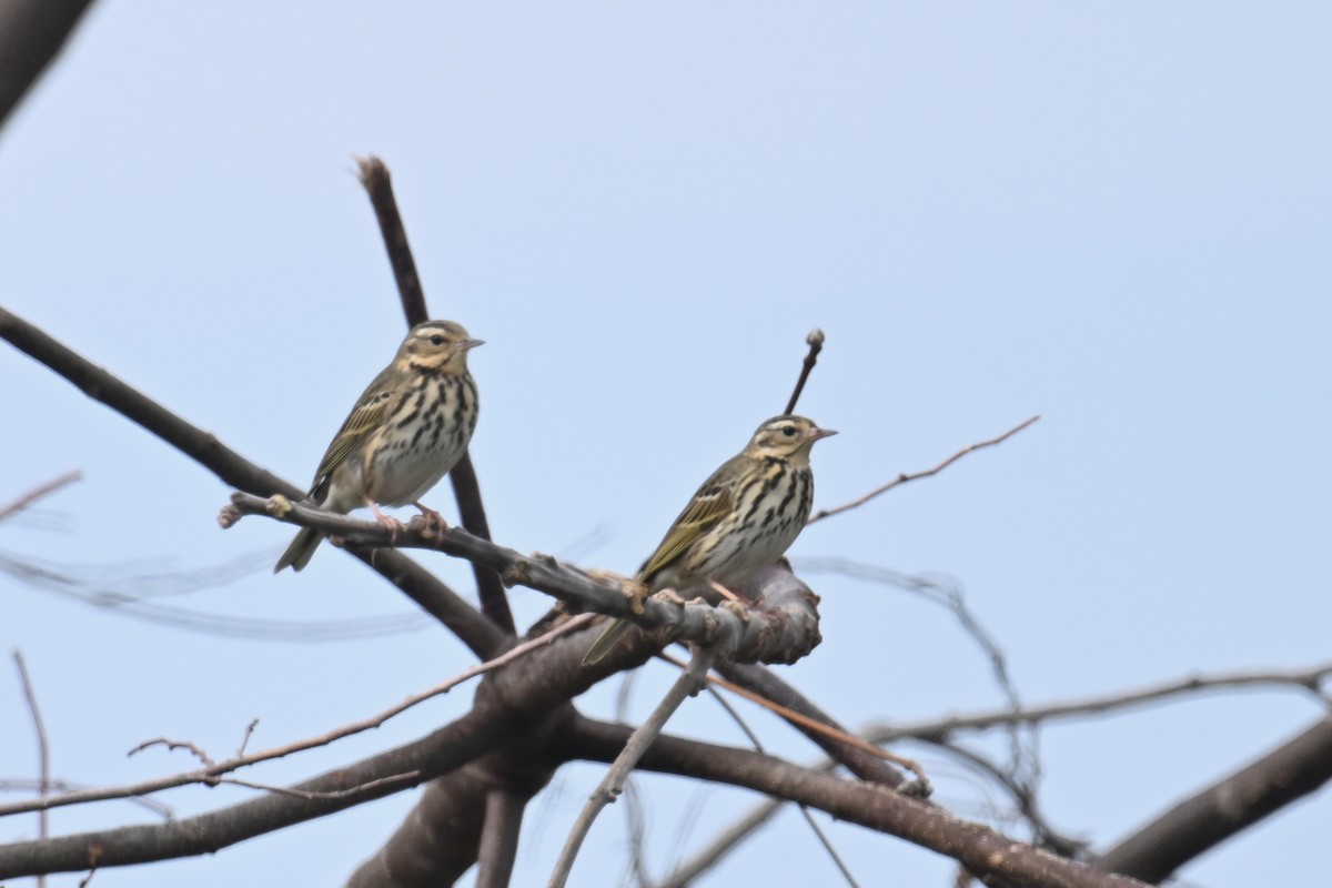 Olive-backed Pipit - ML650303841