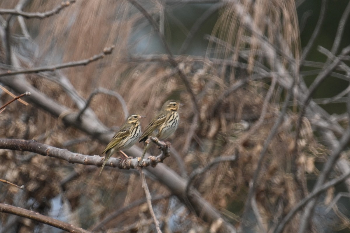 Olive-backed Pipit - ML650303842