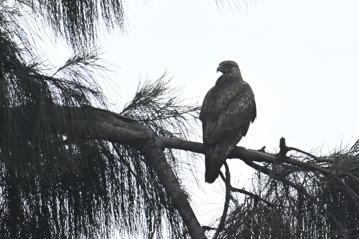 Eastern Buzzard - ML650303847