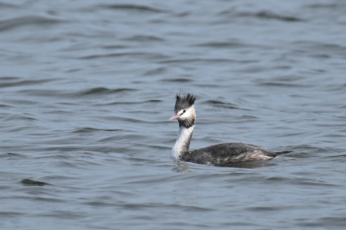 Great Crested Grebe - ML650303858