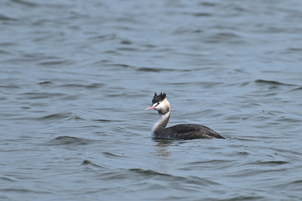 Great Crested Grebe - ML650303859