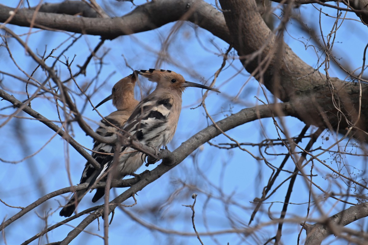 Common Hoopoe (Eurasian) - ML650303880