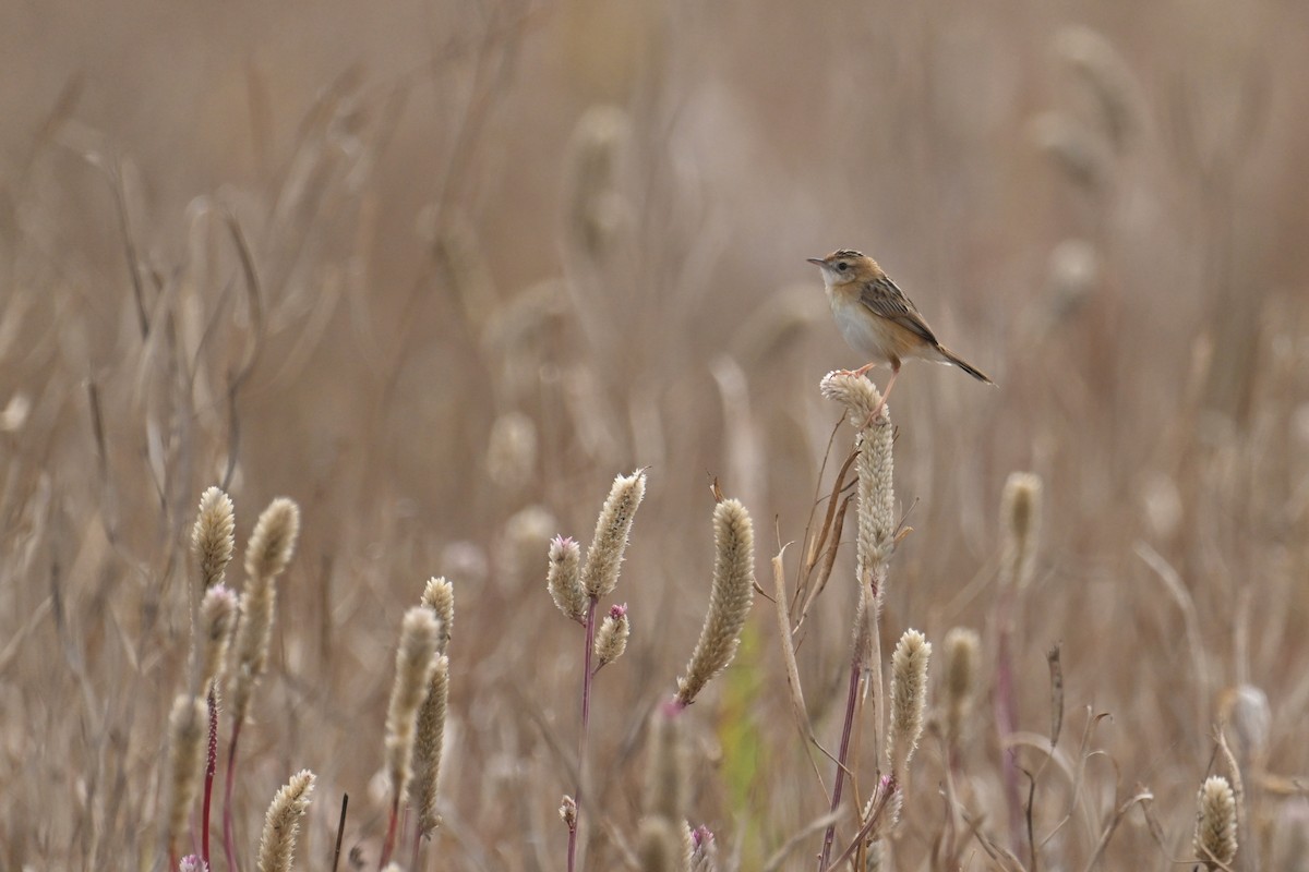 Zitting Cisticola - ML650303885