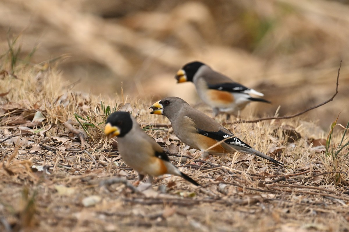 Yellow-billed Grosbeak - ML650303939