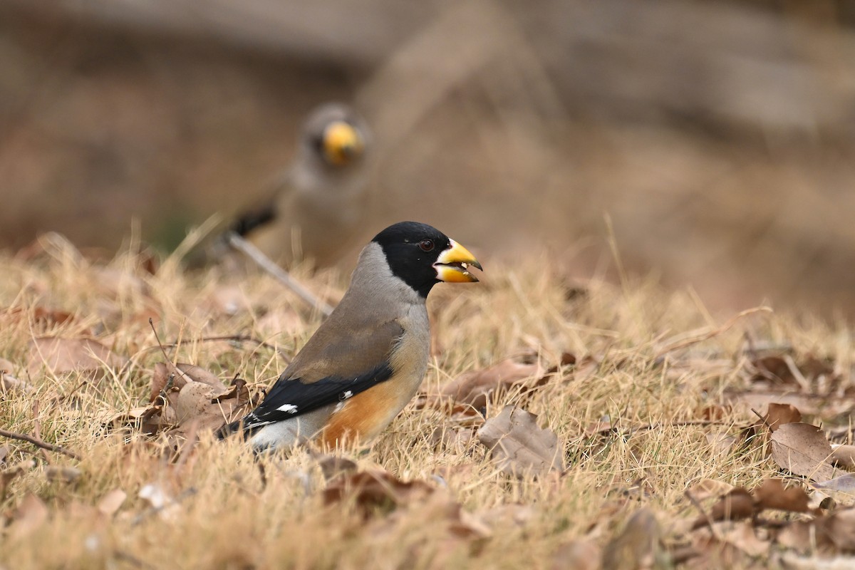 Yellow-billed Grosbeak - ML650303940