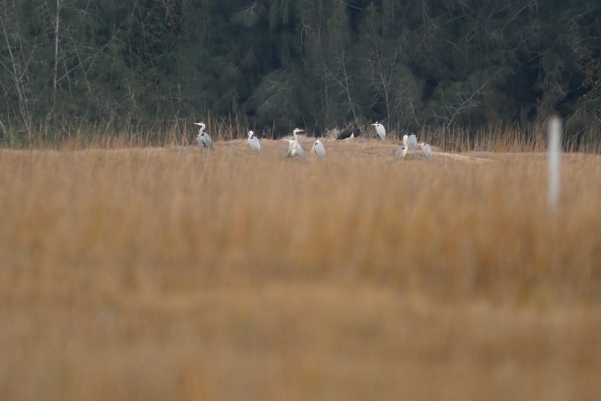 Black Stork - ML650303969