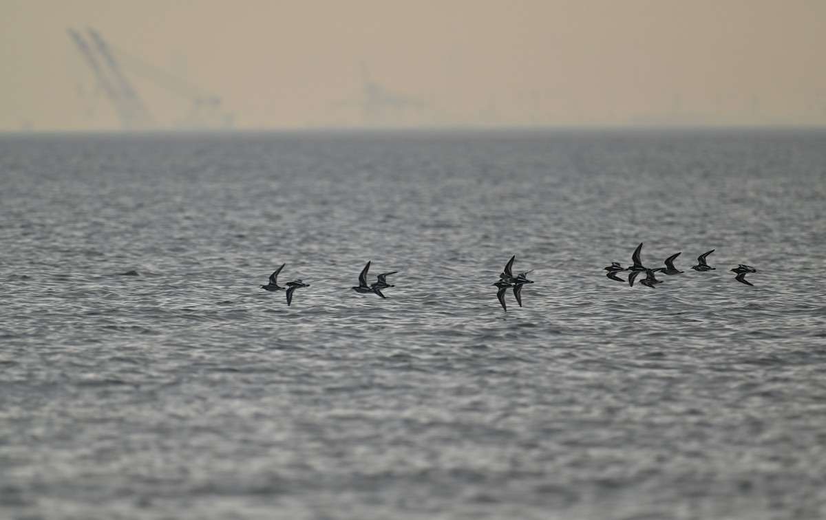 Ruddy Turnstone - ML650303990