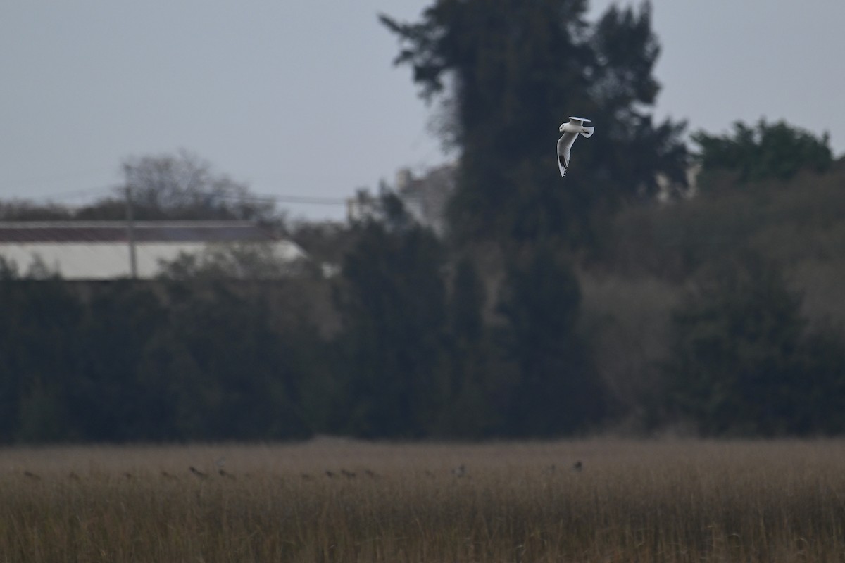 Saunders's Gull - ML650303991
