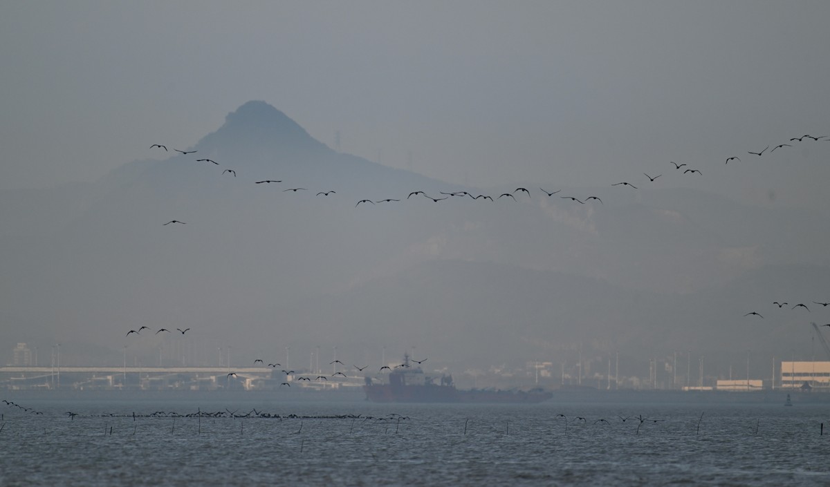 Great Cormorant (Eurasian) - ML650303997