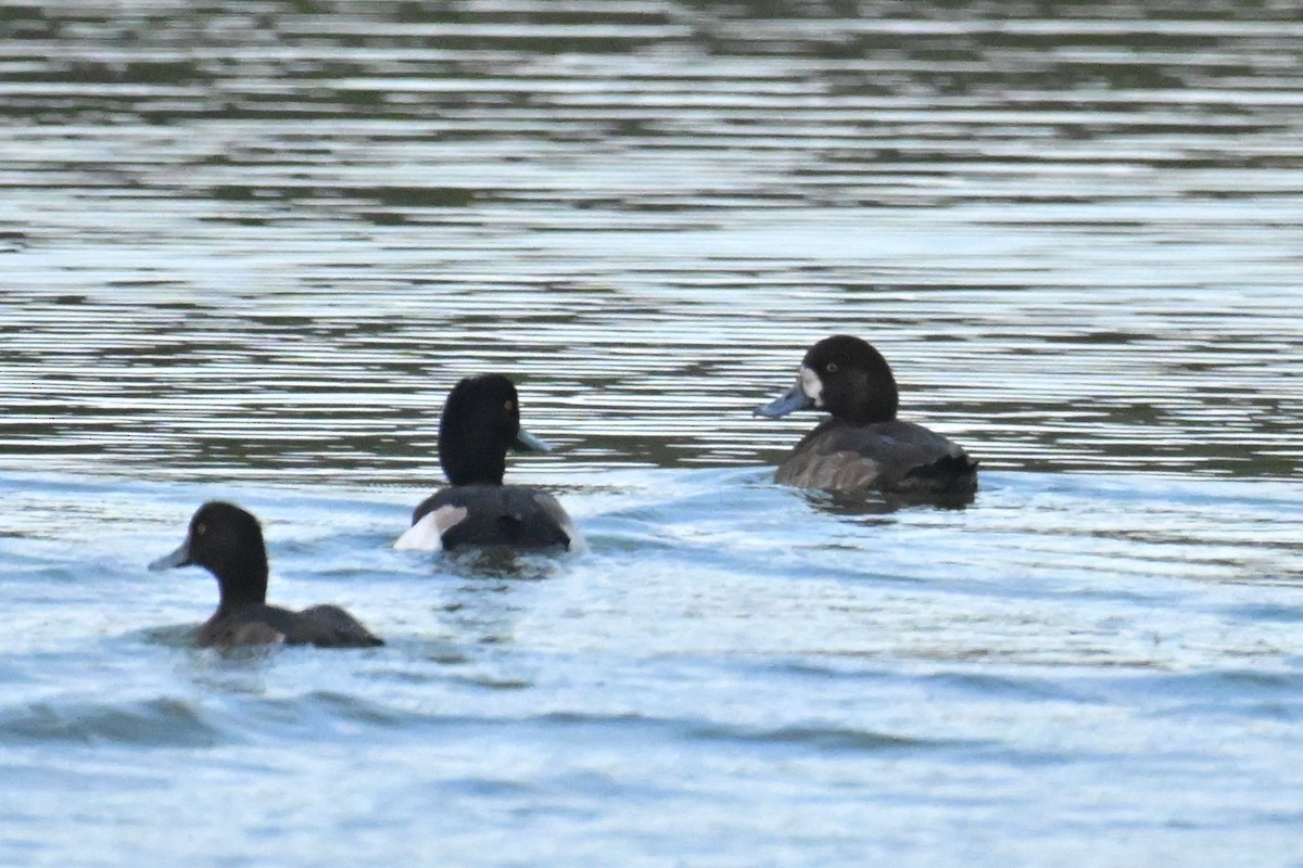 Greater Scaup - ML650304044