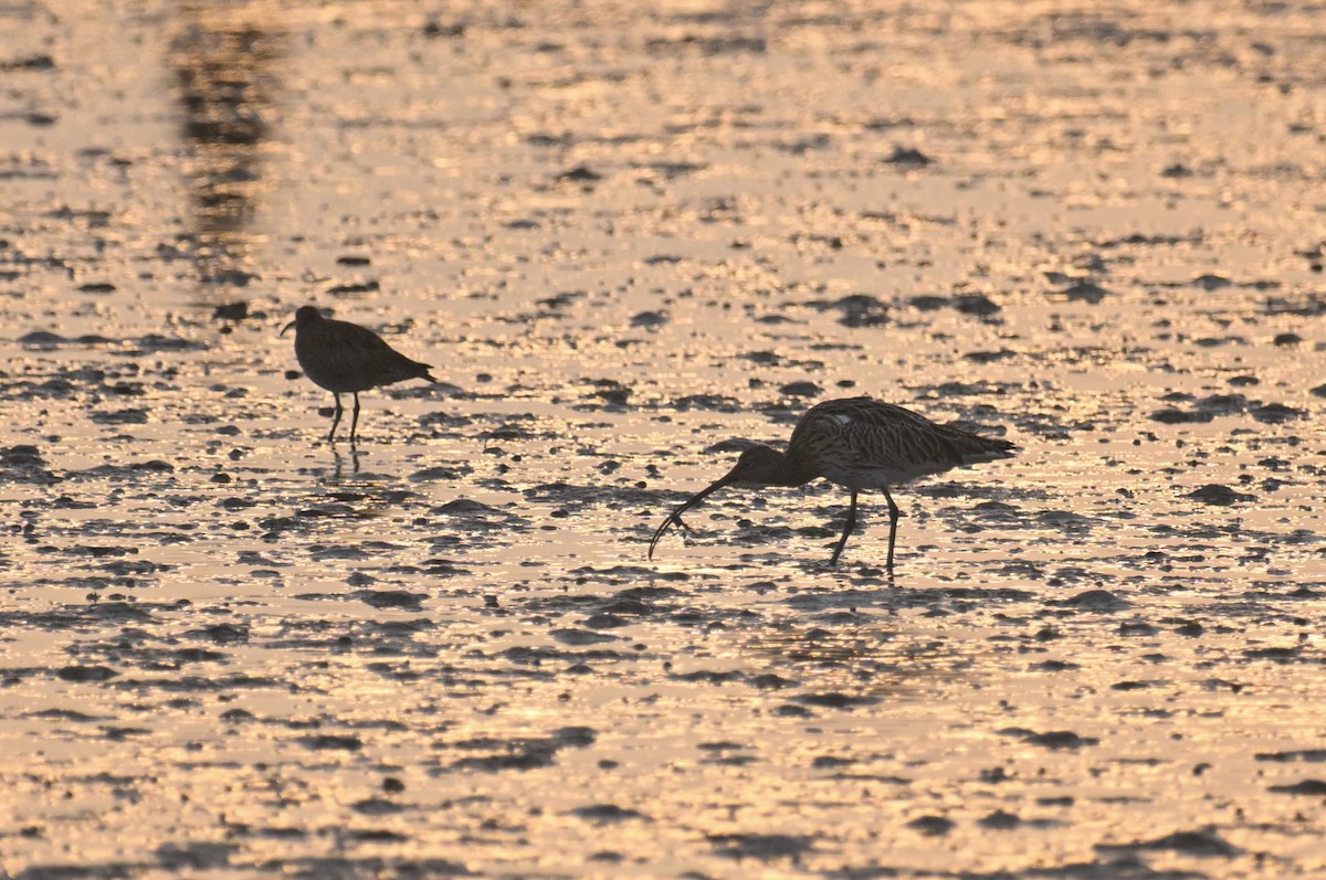 Eurasian Curlew - ML650304055