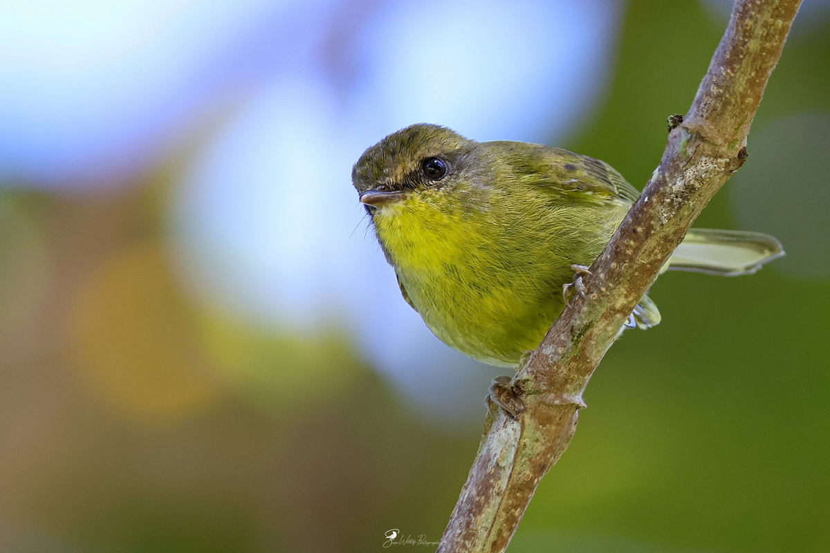 Negros Leaf Warbler - ML650304156