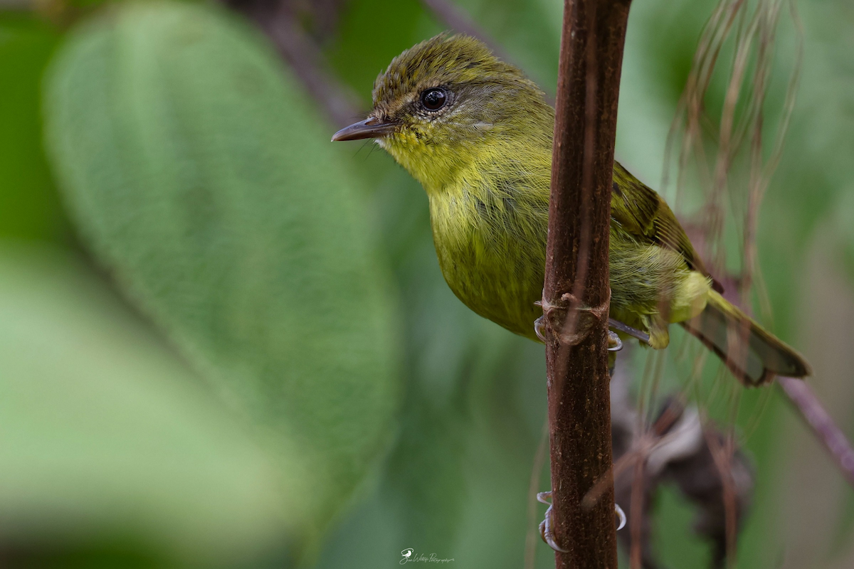 Negros Leaf Warbler - ML650304157