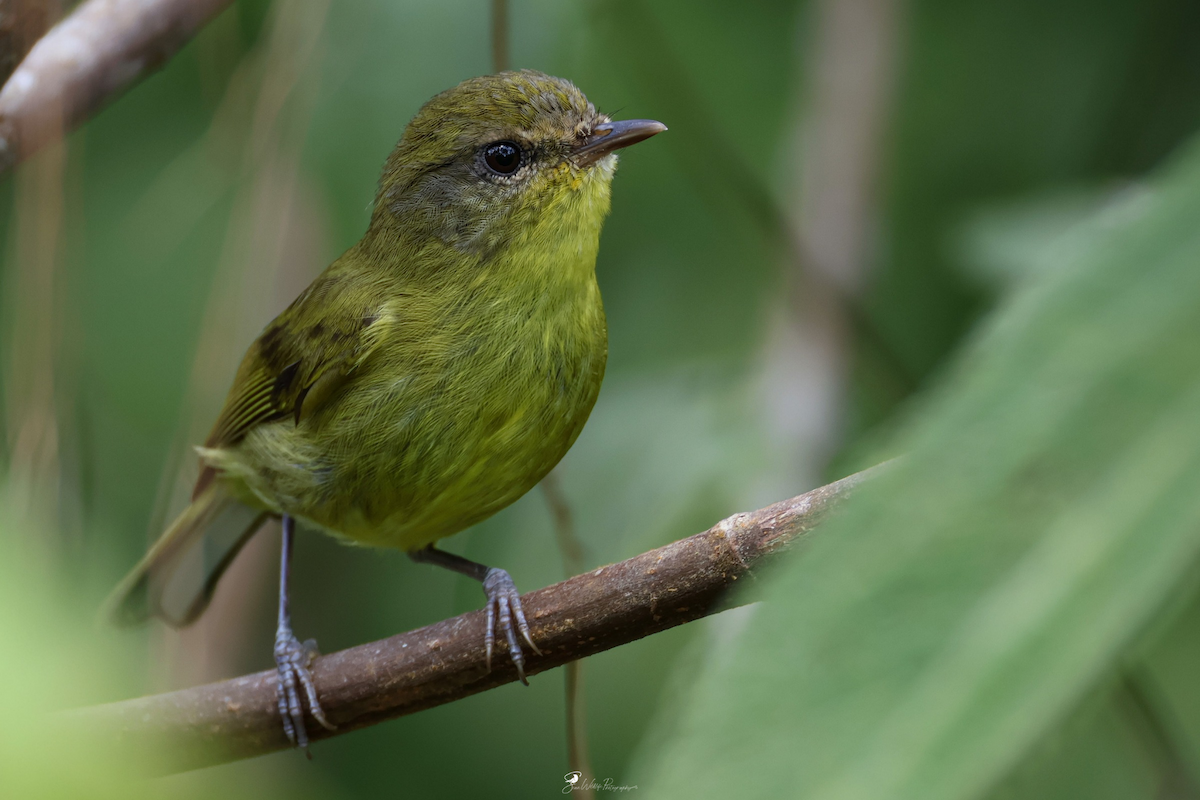 Negros Leaf Warbler - ML650304158