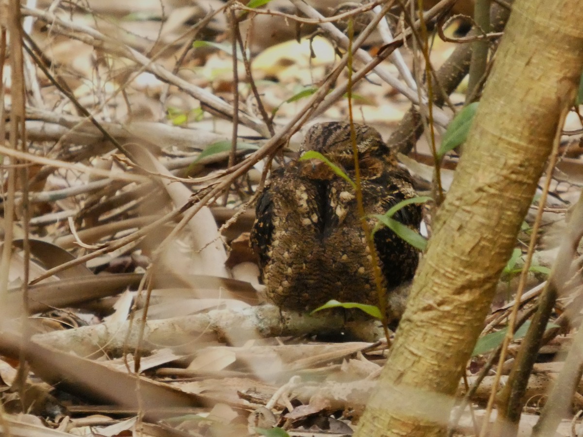 Chotacabras de Carolina - ML650304250