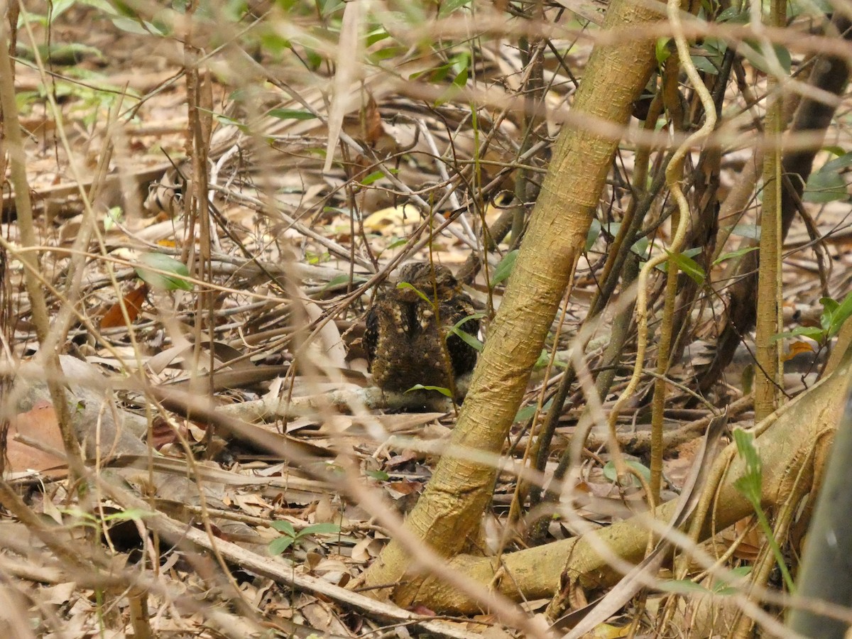 Chotacabras de Carolina - ML650304251