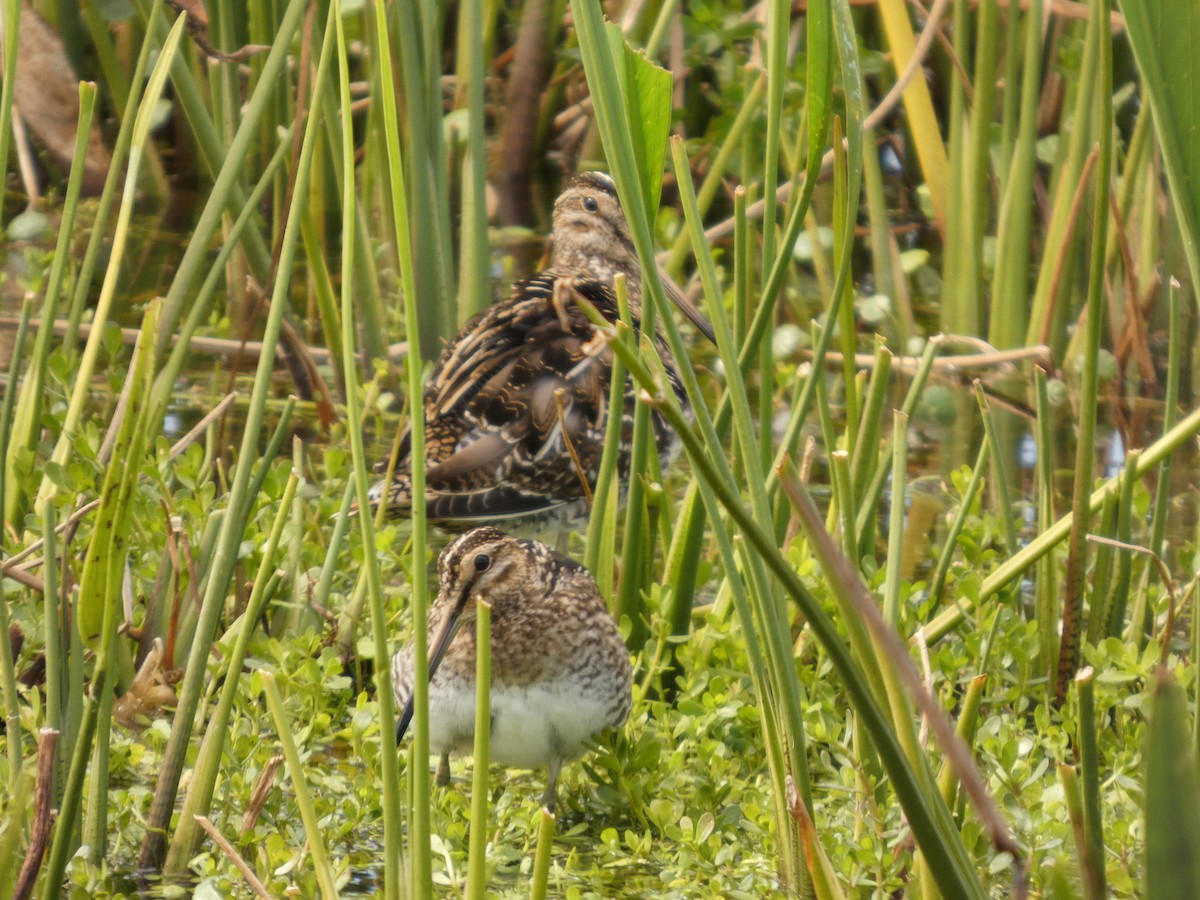 Agachadiza de Wilson - ML650304263