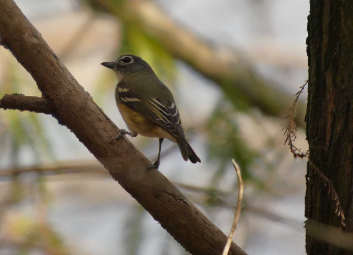 Vireo Solitario - ML650304285