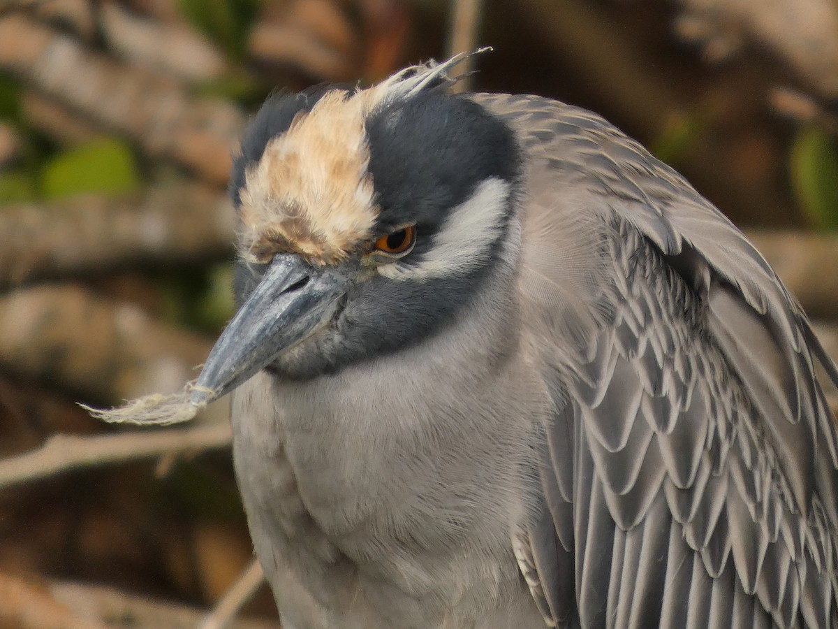 Martinete Coronado - ML650304291