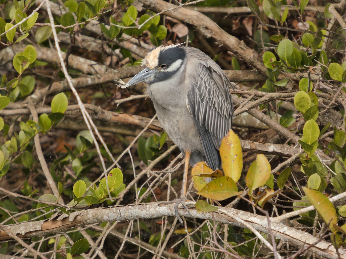 Martinete Coronado - ML650304292