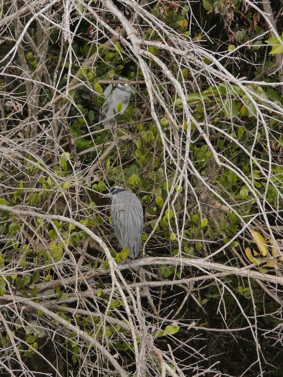 Martinete Coronado - ML650304293