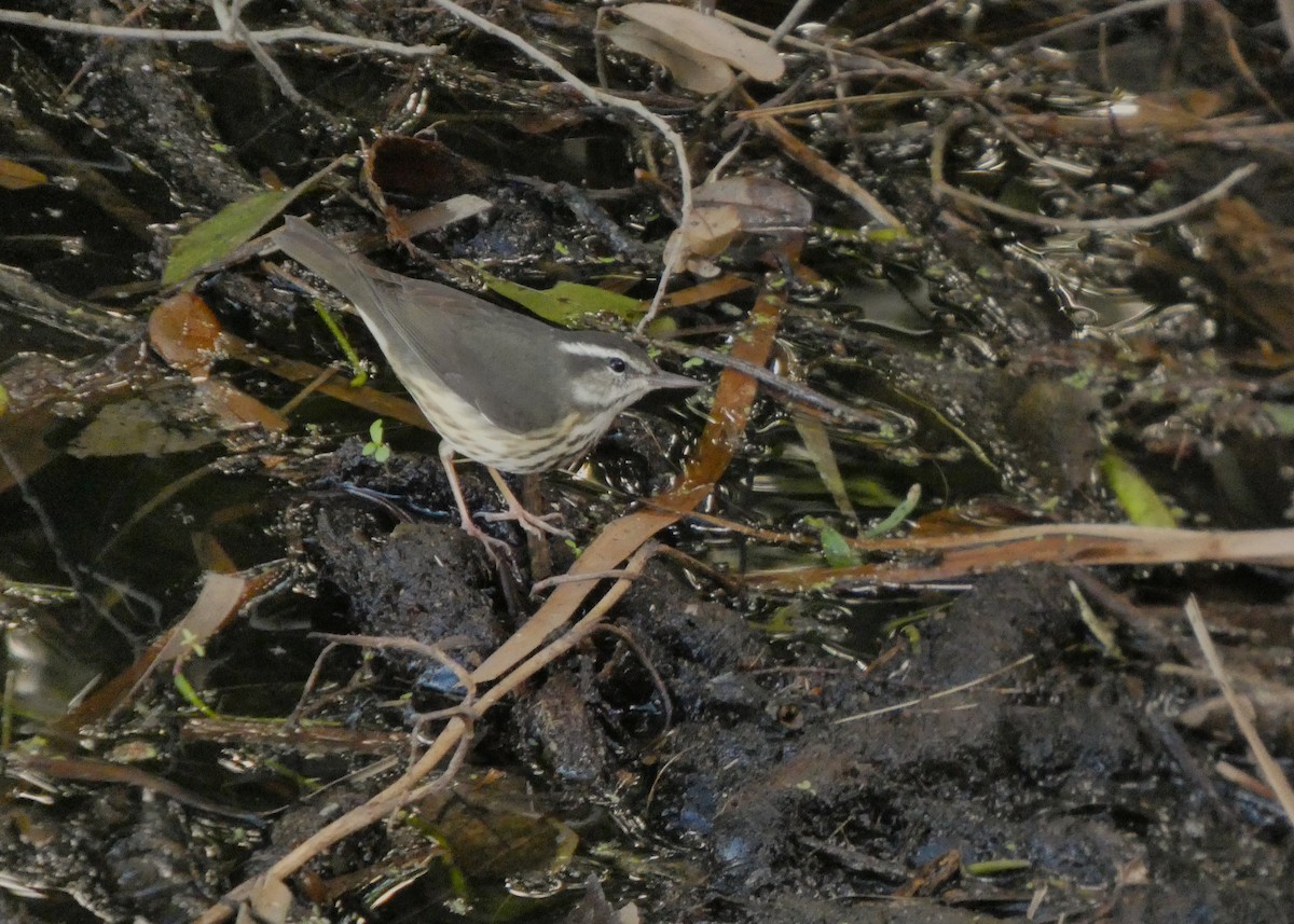 Reinita Charquera de Luisiana - ML650304304