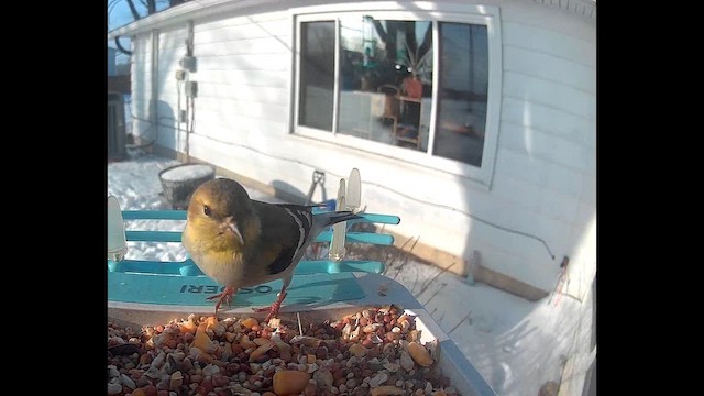 Goldzeisig - ML650304453