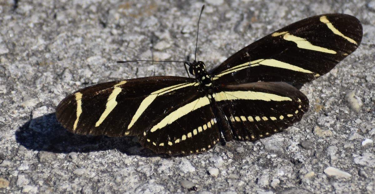 Insects - ML650304780