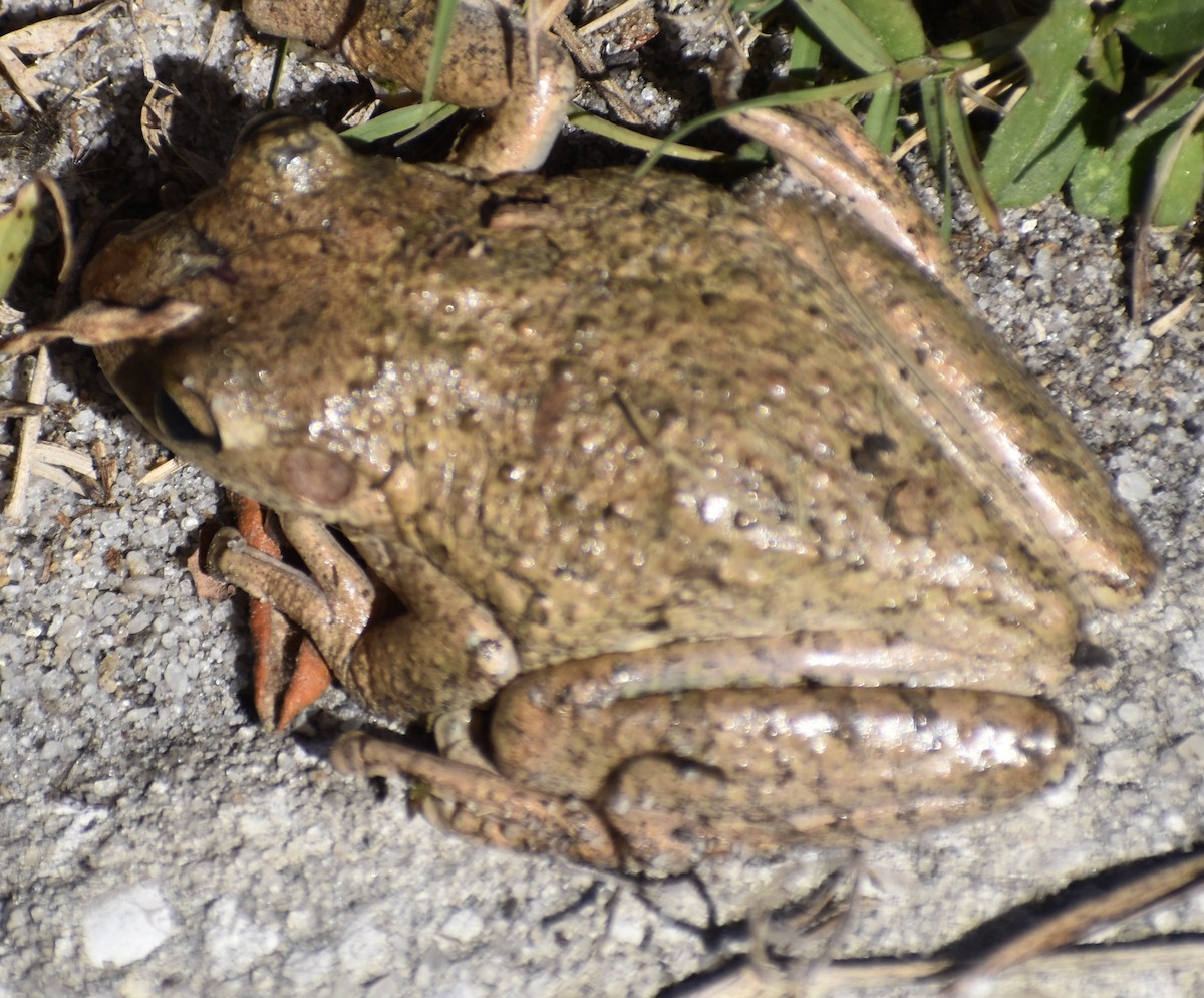 Reptiles - ML650304787