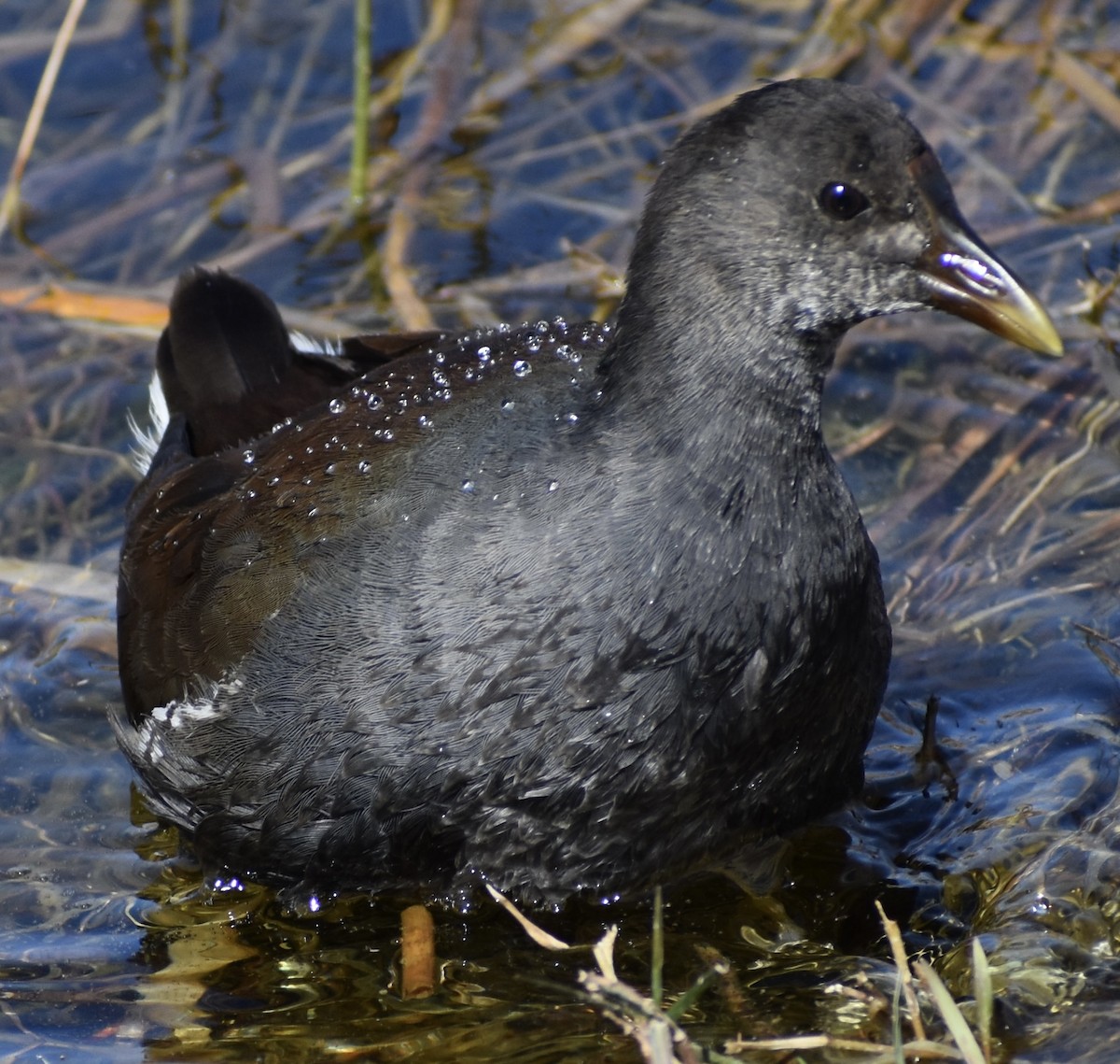 Common Gallinule - ML650304801