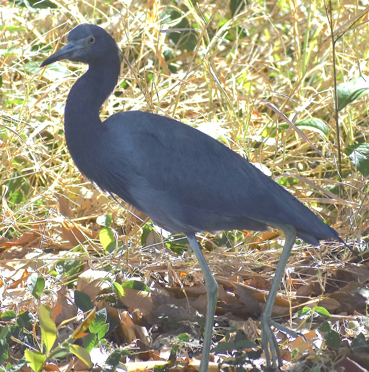 Little Blue Heron - ML650304806