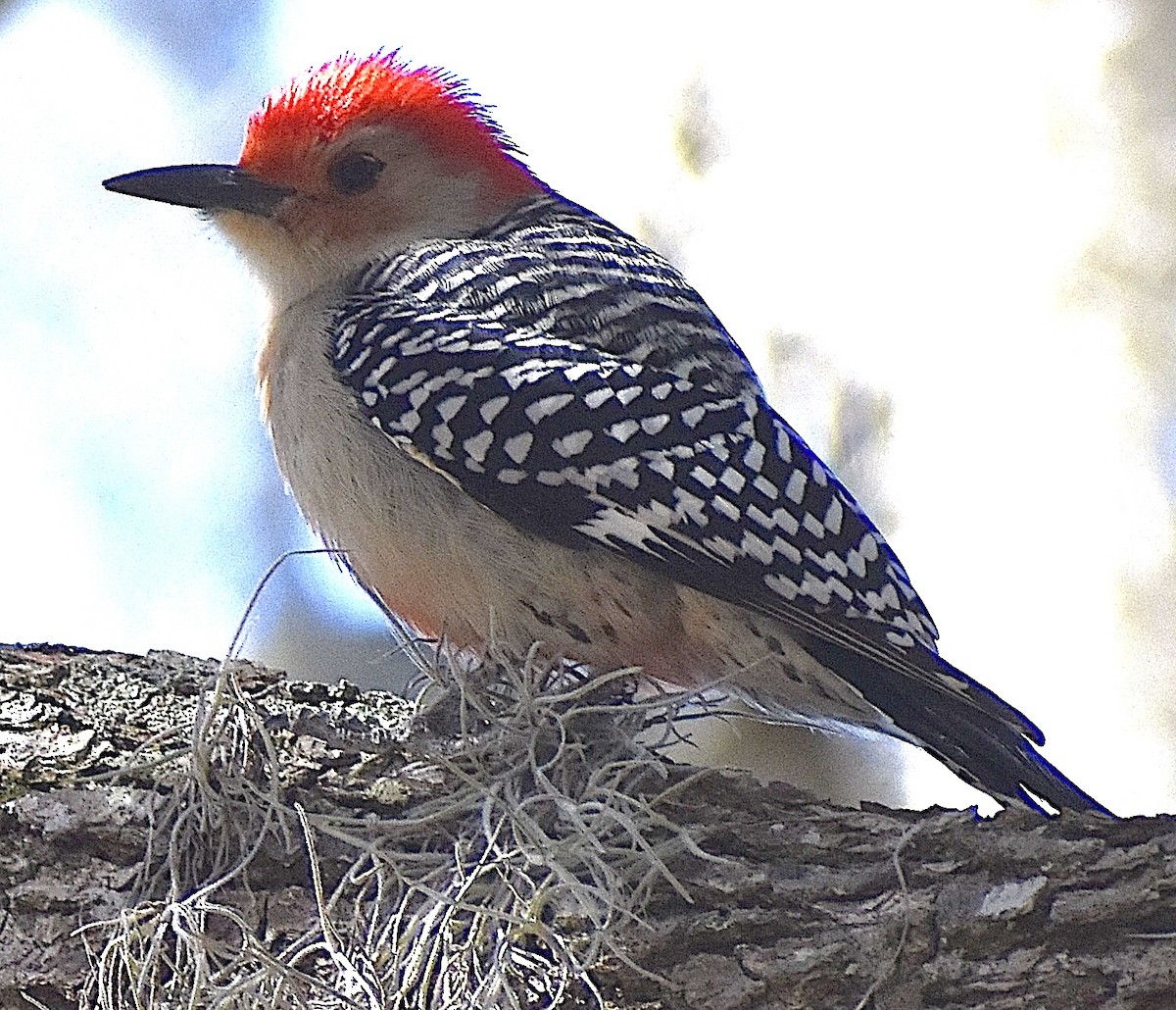 Red-bellied Woodpecker - ML650304814