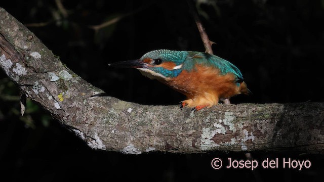 Common Kingfisher - ML650305054