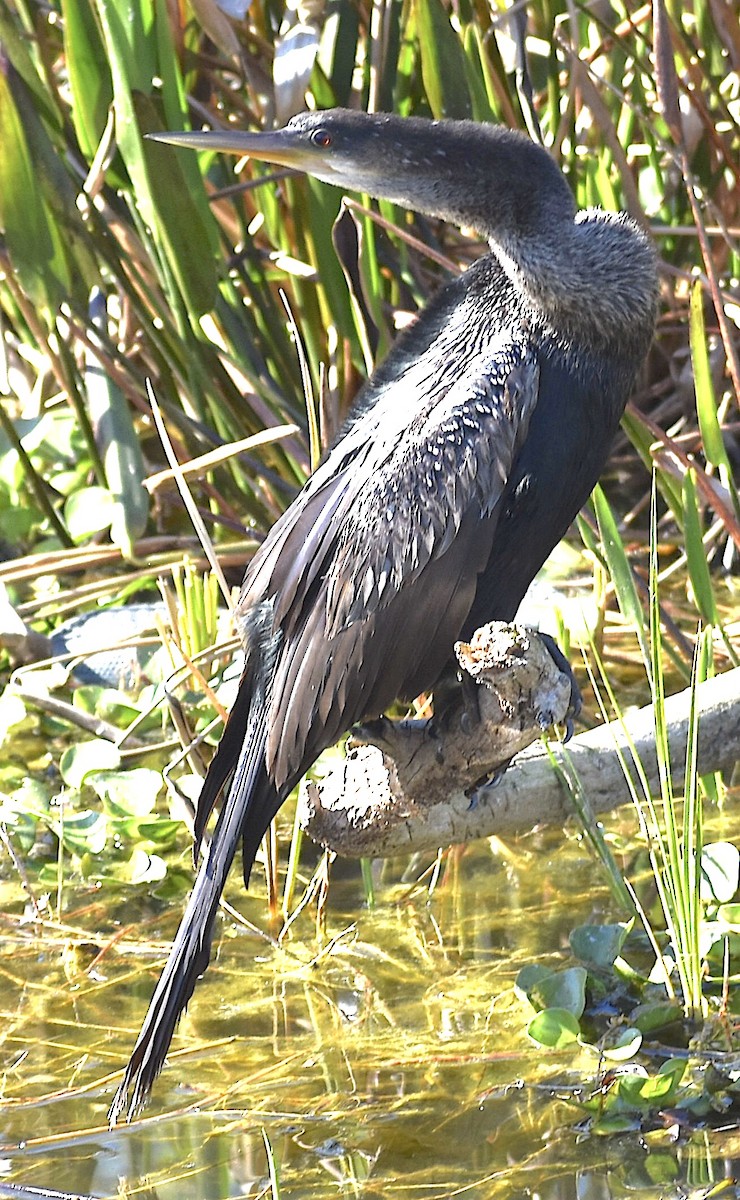 Anhinga - ML650305146