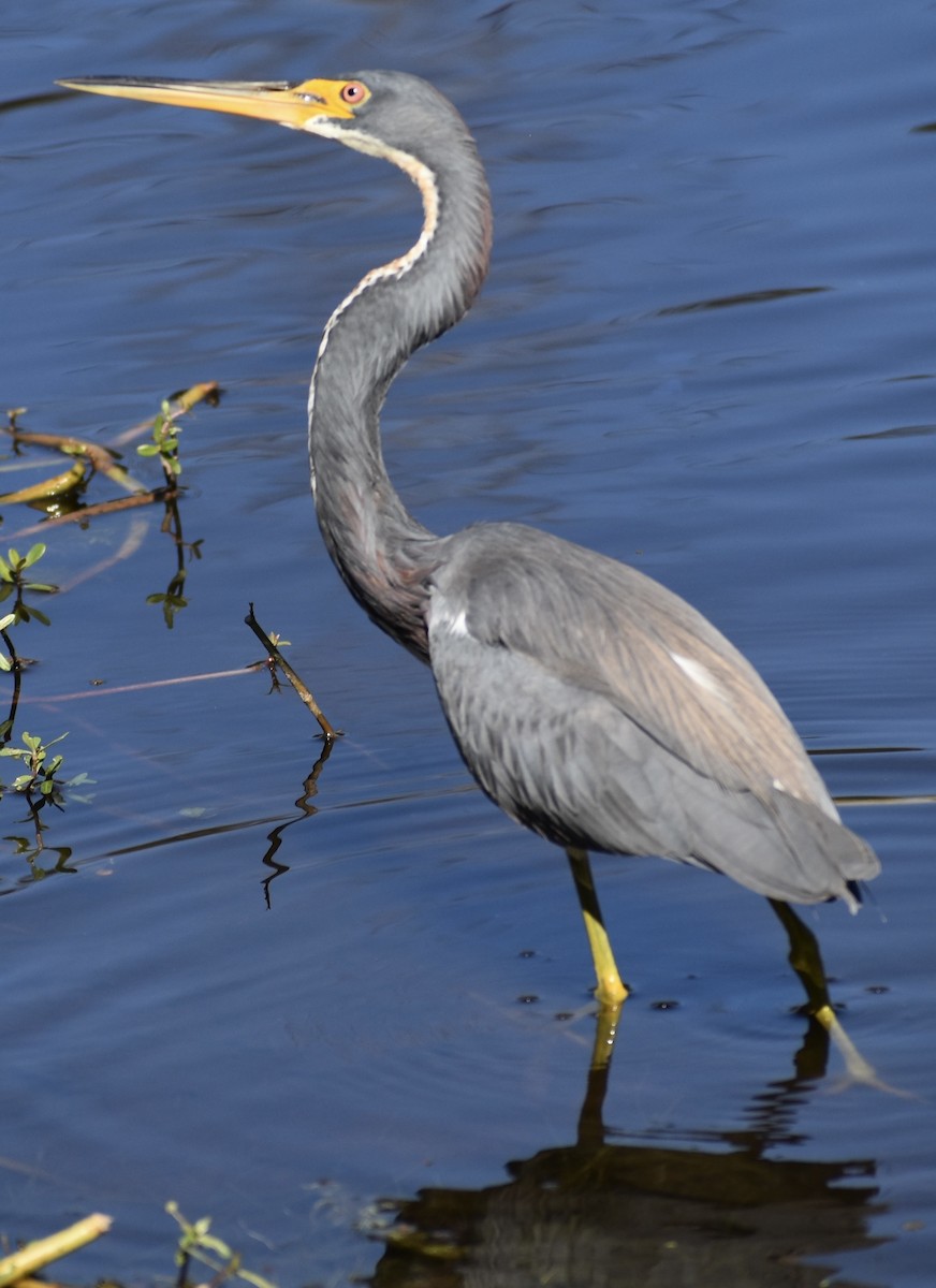 Great Egret - ML650305186