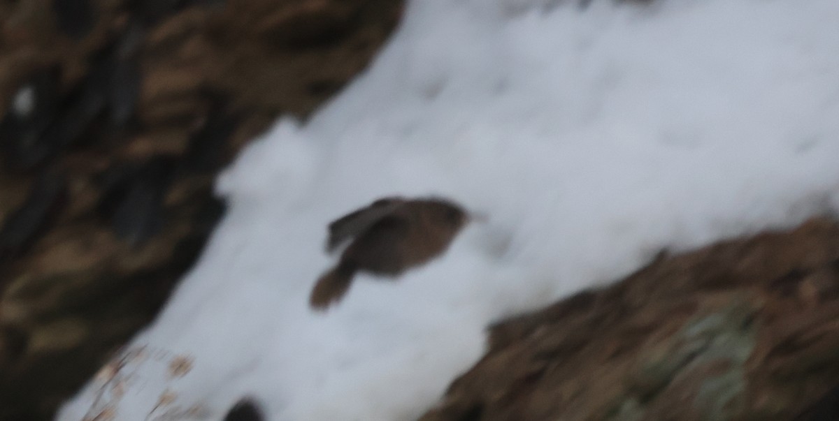 střízlík kanadský - ML650305552