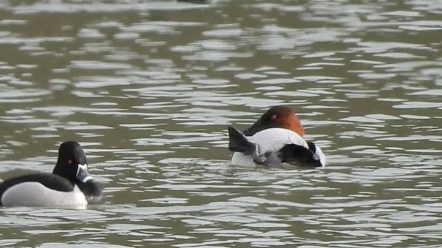 Murgilari bizkarzuria - ML650305603