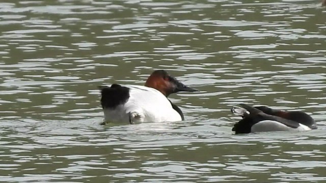 Murgilari bizkarzuria - ML650305628