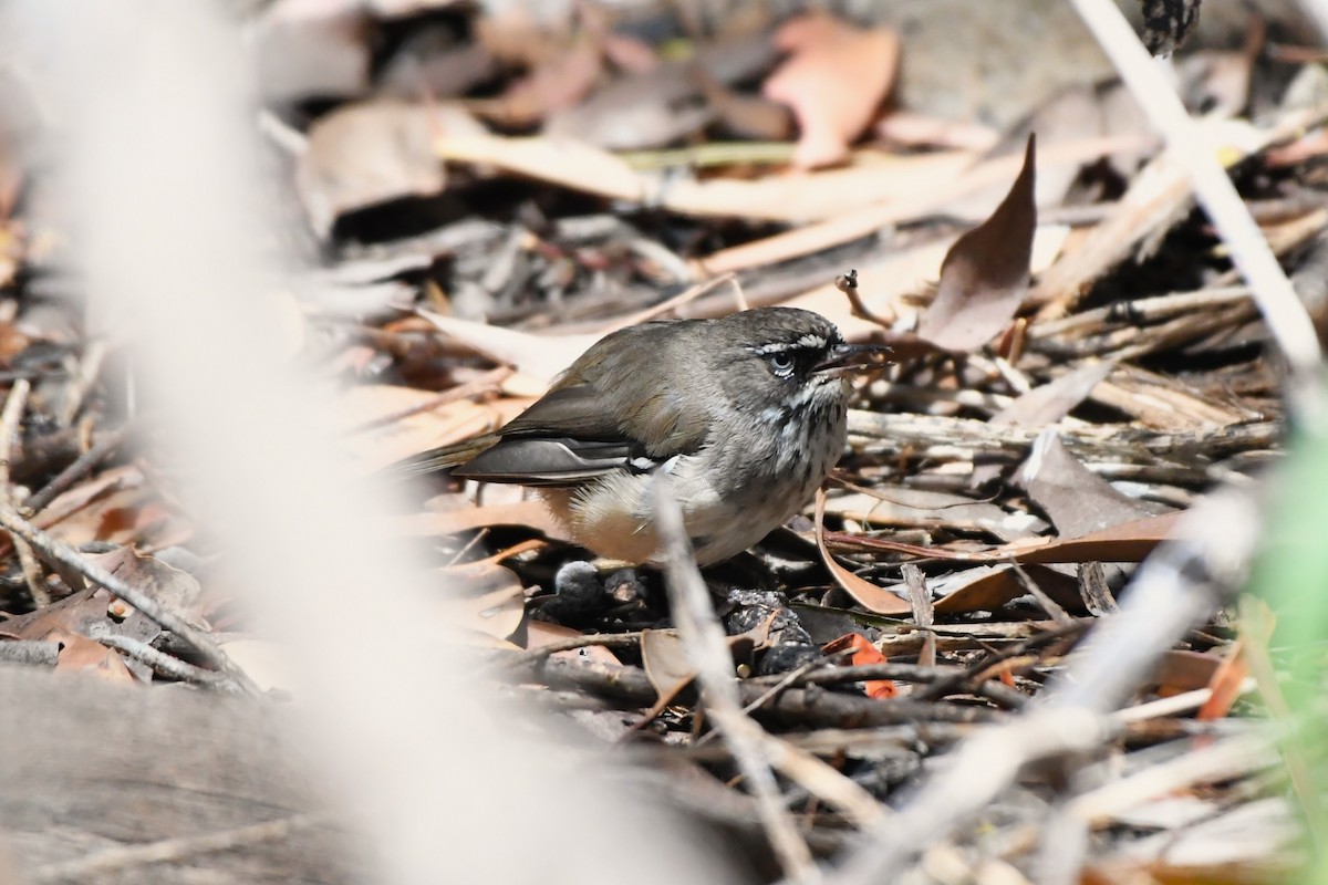 Spotted Scrubwren - ML650305900