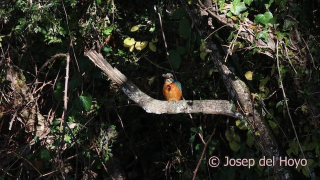 Common Kingfisher - ML650306363